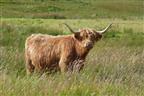 West Highland Cow