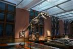 T-Rex