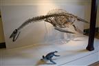 Nessie
