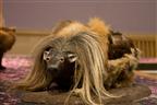 Haggis